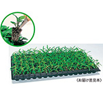 日日草・パシフィカXP ピット苗 セット| 種・苗・ガーデニング用品の