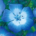 ねもふぃら購入ページ 739-FZZ780.jpg?1