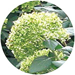 739-NHR548-1130560.jpg?1