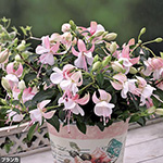 フクシア 苗 N1 763-WZZ561.jpg?1