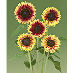 ひまわり18様 ひまわりページ 004c ひまわり | 下絵工房カルトーネ