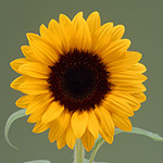 ひまわり⭐︎ 生花】ひまわり(黄) 品種おまかせ【60cm/千葉県】｜Flower Smith