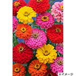 785-21H-FZN652-S1.jpg?1