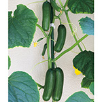 まがったキュウリ ミニキュウリ・リトルキューズ| 種・苗・ガーデニング用品の【タキイ