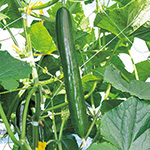 キュウリ・Vシュート| 種・苗・ガーデニング用品の【タキイネット通販】