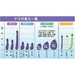 ナス・SL紫水 農水省登録品種（品種名：TNA029）| 種・苗