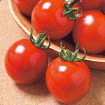 かきとまと様、24cm ミニトマト・サマー千果（品種名：TTM117）| 種・苗・ガーデニング用品