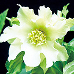 733-NCR418.jpg?202601141047