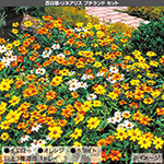 元気花苗 まとめ買いC セット| 種・苗・ガーデニング用品の【タキイ