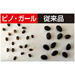 小玉スイカ・ピノガール| 種・苗・ガーデニング用品の【タキイネット通販】