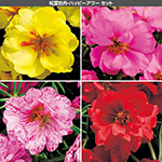 元気花苗 まとめ買いC セット| 種・苗・ガーデニング用品の【タキイ