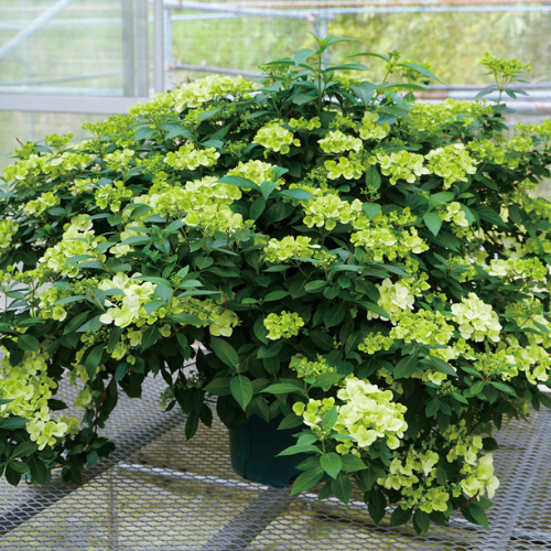 アジサイ・ラグランジア シャンデリーニ 農水省品種登録出願中（品種名