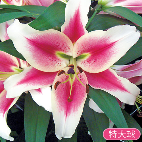 ゆり キャンディクラブ 特大球 種 苗 ガーデニング用品の タキイネット通販 ゆり キャンディクラブ 特大球 種 苗 ガーデニング用品の タキイネット通販