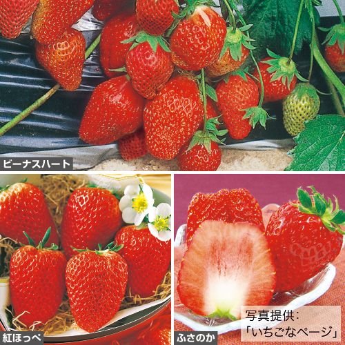 特化】いちご苗100株セット
