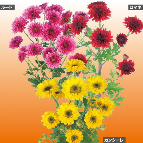 新八重咲きスプレー菊 セット| 種・苗・ガーデニング用品の【タキイ 