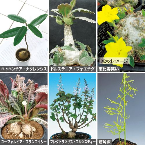 ポイントキャンペーン中 塊根植物6種セット - crumiller.com