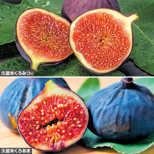 イチジク苗。ダルマティ、イスラエルのセット - 植物/観葉植物