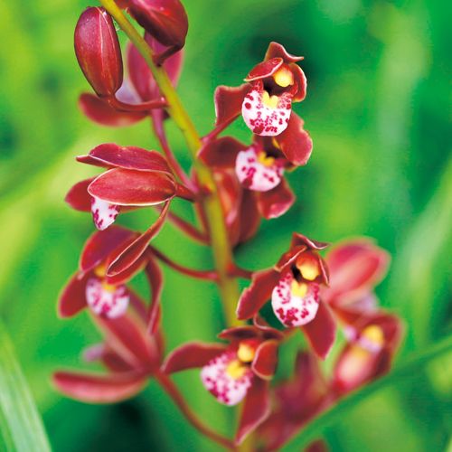 キンリョウヘン 蘭 日本蜜蜂にも♫