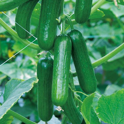 ミニキュウリ スナッキュー 種 苗 ガーデニング用品の タキイネット通販