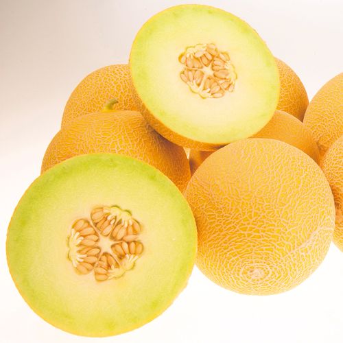 メロン 夢あかり 種 苗 ガーデニング用品の タキイネット通販