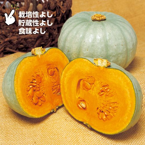 西洋カボチャ 夢味 種 苗 ガーデニング用品の タキイネット通販