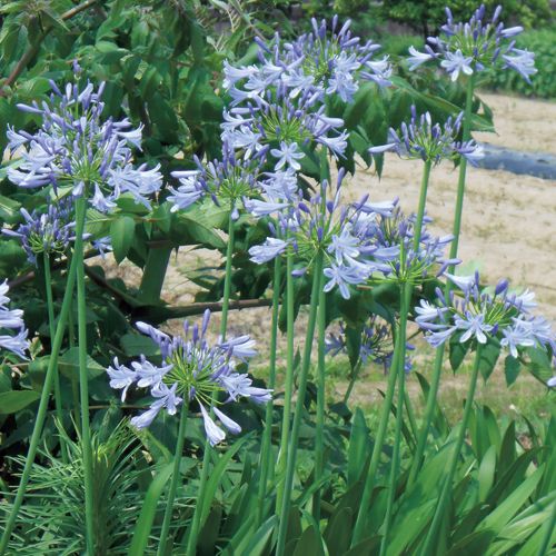 アガパンサス ブルーアンブレラ 種 苗 ガーデニング用品の タキイネット通販