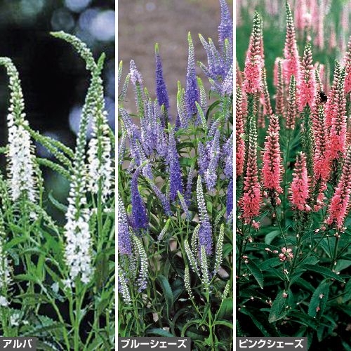 ベロニカ ロンギフォリア3種 セット 種 苗 ガーデニング用品の タキイネット通販