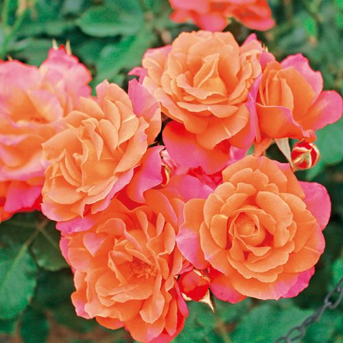 バラ ディズニーランド ローズ 種 苗 ガーデニング用品の タキイネット通販 バラ ディズニーランド ローズ 種 苗 ガーデニング用品の タキイネット通販