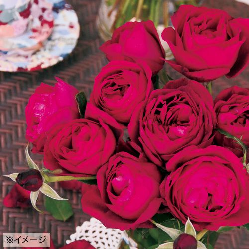 バラ はいから 種 苗 ガーデニング用品の タキイネット通販