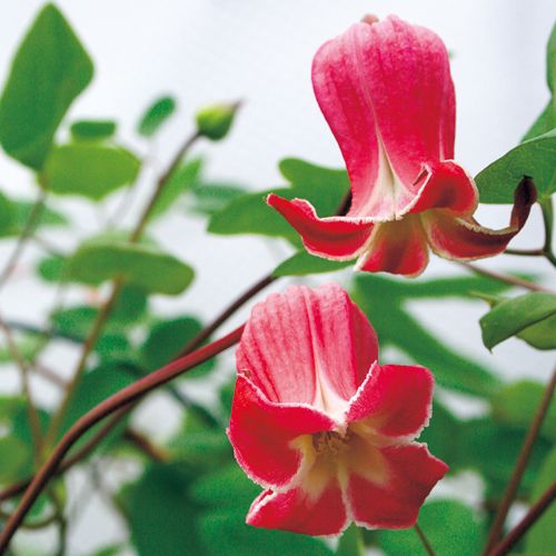 クレマチス パッション 種 苗 ガーデニング用品の タキイネット通販