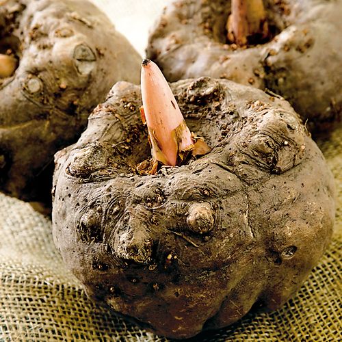 こんにゃくイモ 在来種 種 苗 ガーデニング用品の タキイネット通販