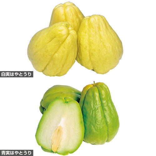 はやとうり セット 種・苗・ガーデニング用品の【タキイネット通販】