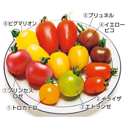 虹色トマト苗 セット 4月 種 苗 ガーデニング用品の タキイネット通販