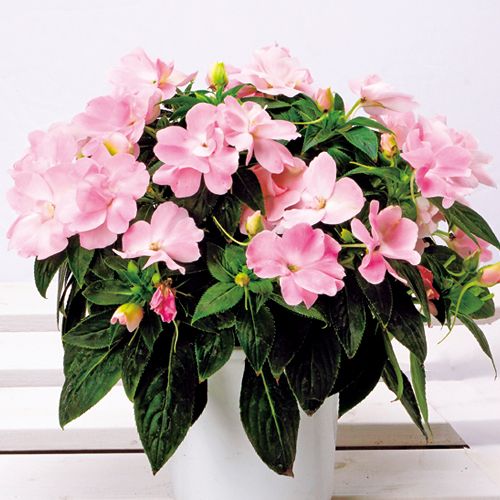 ニューギニアインパチェンス ワイルドロマンス ピンク 種 苗 ガーデニング用品の タキイネット通販