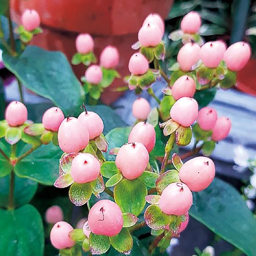 ヒペリカム ミラクル ブロッサム 種 苗 ガーデニング用品の タキイネット通販