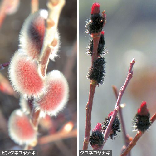 ネコヤナギ2種 セット 種 苗 ガーデニング用品の タキイネット通販