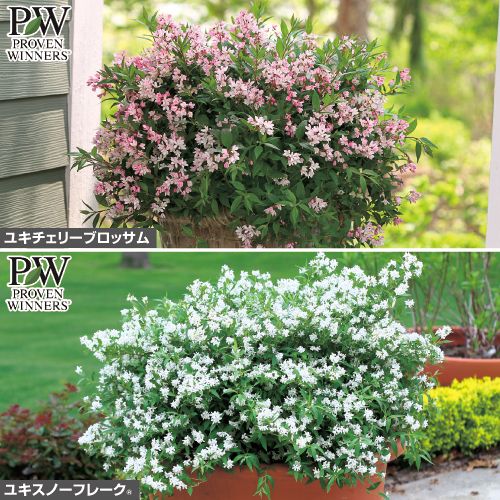 ヒメウツギ2種 セット 種 苗 ガーデニング用品の タキイネット通販 ヒメウツギ2種 セット 種 苗 ガーデニング用品の タキイネット通販