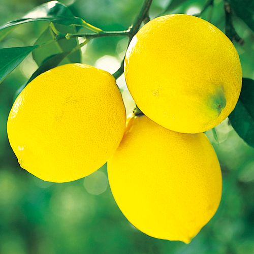 レモン リスボン 種 苗 ガーデニング用品の タキイネット通販