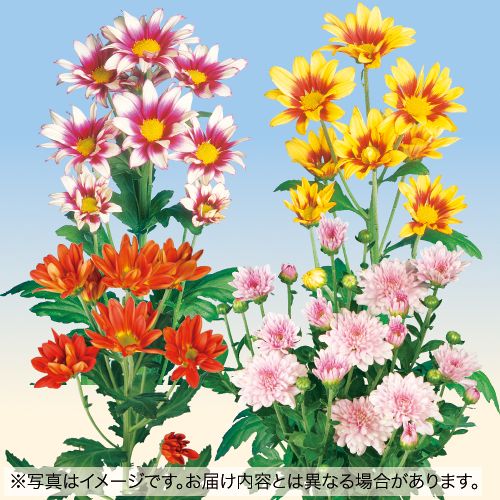 8月咲き変わり咲き菊 ミックス 種 苗 ガーデニング用品の タキイネット通販