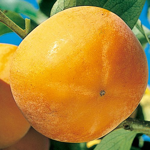 甘柿 花御所 種 苗 ガーデニング用品の タキイネット通販