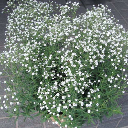 宿根かすみ草 サマースパークレス 種 苗 ガーデニング用品の タキイネット通販