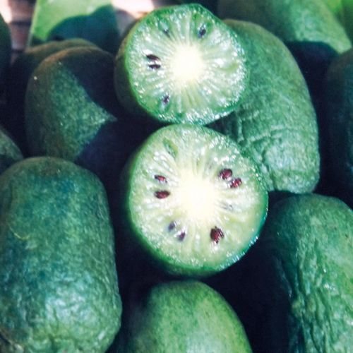 サルナシ ジャンボグリーン 種 苗 ガーデニング用品の タキイネット通販