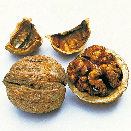 菓子くるみ 種 苗 ガーデニング用品の タキイネット通販