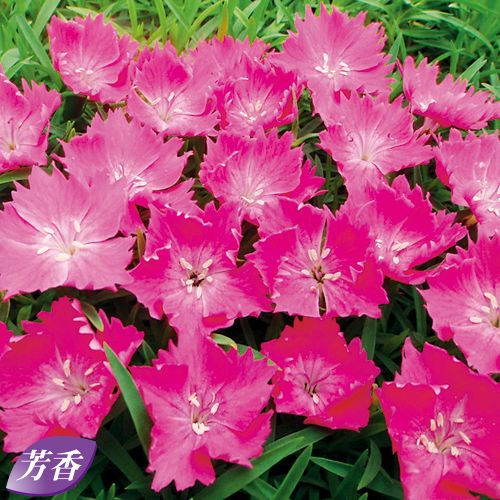 ナデシコ 花はなローズ 種 苗 ガーデニング用品の タキイネット通販