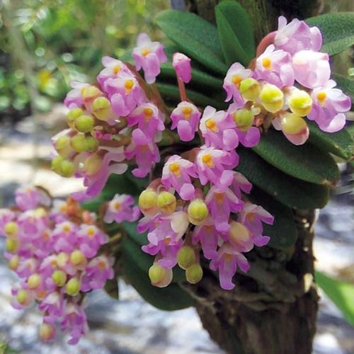 ショエノルキス フラグランス 種 苗 ガーデニング用品の タキイネット通販