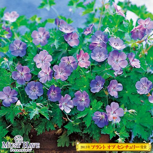 ゲラニューム ロザンネイ 種 苗 ガーデニング用品の タキイネット通販
