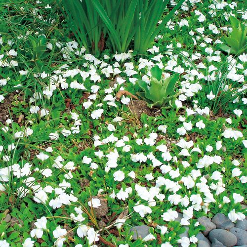 白花サギゴケ 種 苗 ガーデニング用品の タキイネット通販