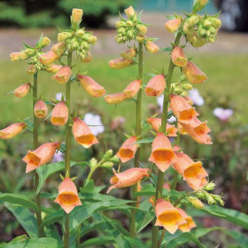 ジギタリス ゴールドクレスト 種 苗 ガーデニング用品の タキイネット通販