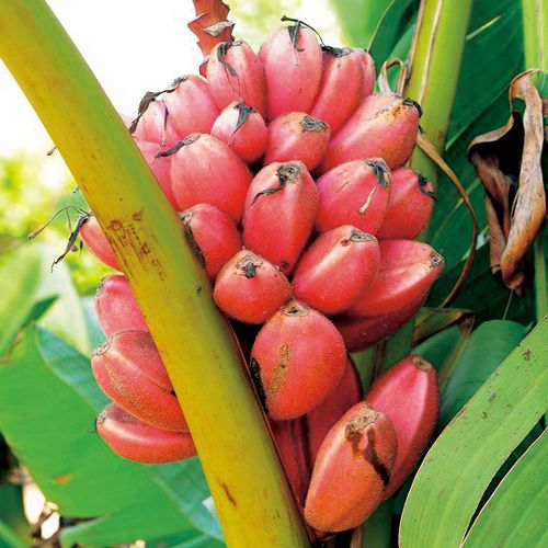 バナナ アケビバナナ 種 苗 ガーデニング用品の タキイネット通販