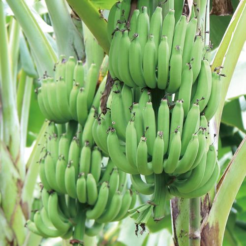 バナナ グロスミッシェル 種 苗 ガーデニング用品の タキイネット通販